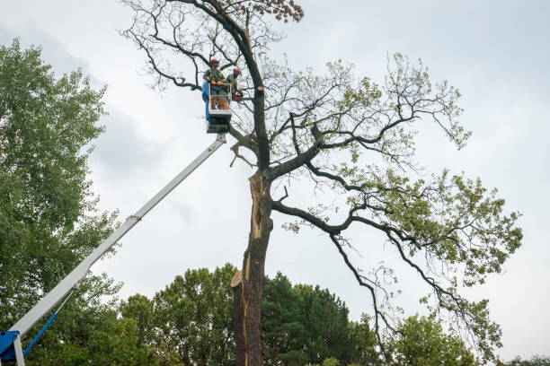 Tree Root Removal in Stanfield, NC